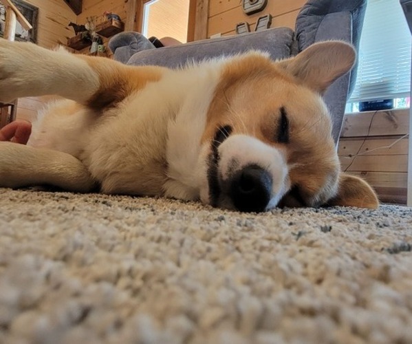 Medium Photo #9  Breeder Profile in AMERICUS, KS, USA