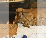 Small #22 Breeder Profile image