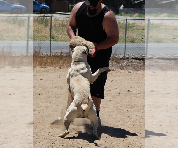 Medium Photo #8  Breeder Profile in OAKLEY, CA, USA