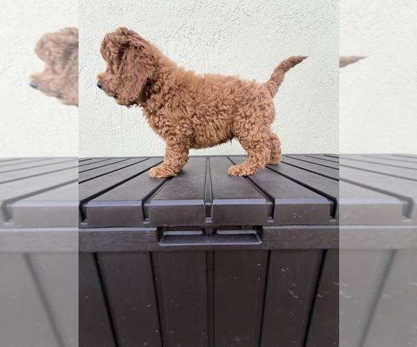 Medium Photo #10  Breeder Profile in BOYNTON BEACH, FL, USA
