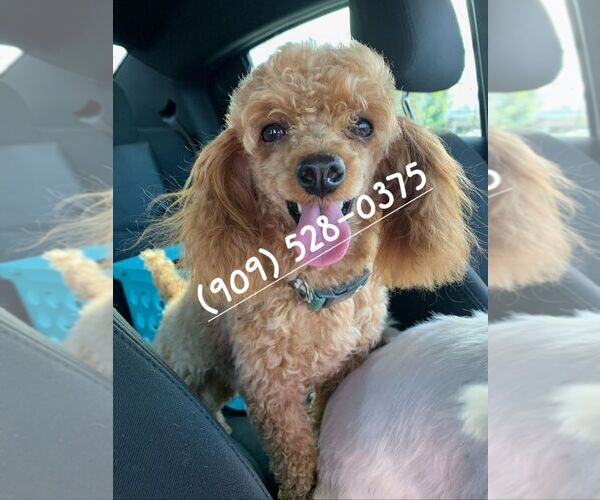 Medium Photo #1  Breeder Profile in TEMECULA, CA, USA