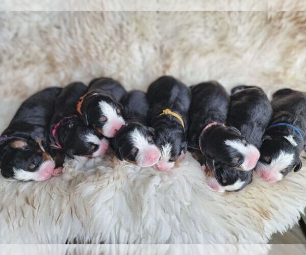 Medium Photo #5  Breeder Profile in CUBA CITY, WI, USA