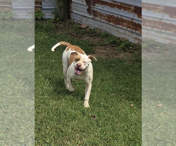 Medium Photo #19  Breeder Profile in JASPER, GA, USA