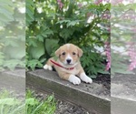 Small Photo #2  Breeder Profile in GAP, PA, USA