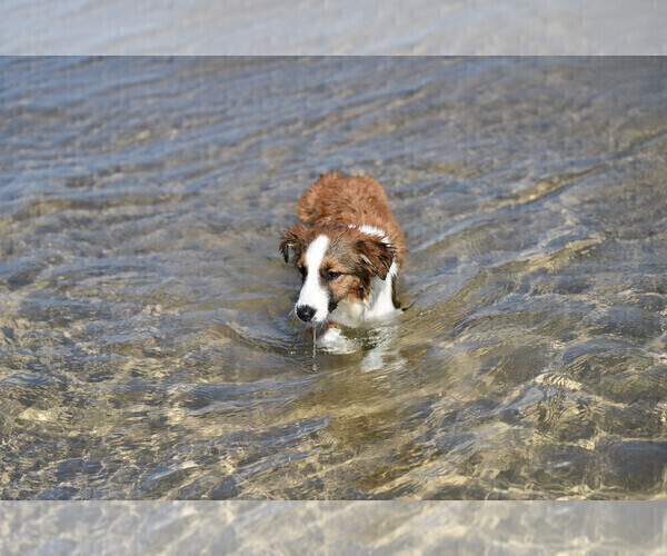 Medium Photo #9  Breeder Profile in PARIS, MI, USA