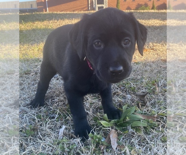 Medium Photo #23  Breeder Profile in CHARLOTTE, NC, USA