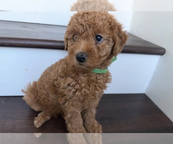 Medium Photo #3  Breeder Profile in THOUSAND OAKS, CA, USA