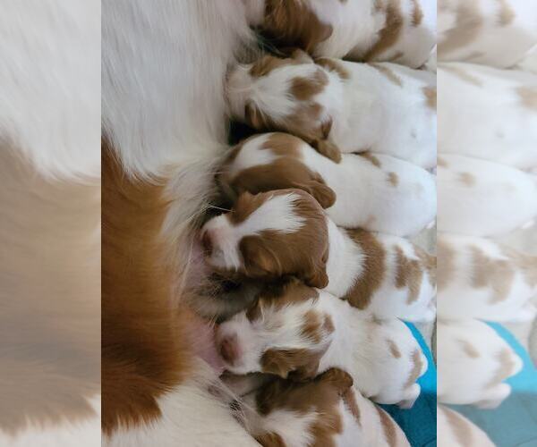 Medium Photo #178  Breeder Profile in HORTENSE, GA, USA