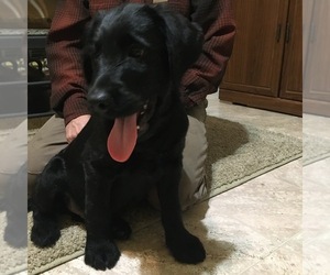 Labrador Retriever Dog Breeder near WAKARUSA, IN, USA