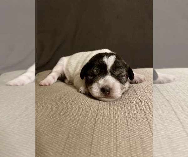 Medium Photo #1  Breeder Profile in CHESTERFIELD, SC, USA