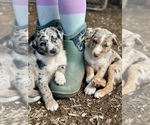 Small #66 Breeder Profile image