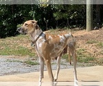 Small Photo #9  Breeder Profile in CLANTON, AL, USA