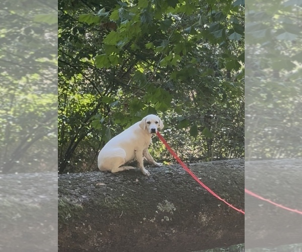 Medium Photo #10  Breeder Profile in SPRINGFIELD, MO, USA