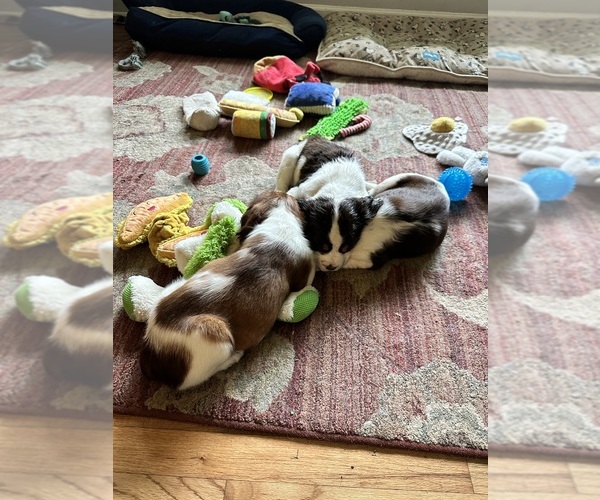 Medium Photo #15  Breeder Profile in CHATTANOOGA, TN, USA