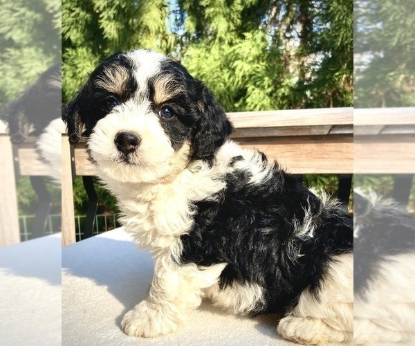 Medium Photo #1  Breeder Profile in WEST GROVE, PA, USA