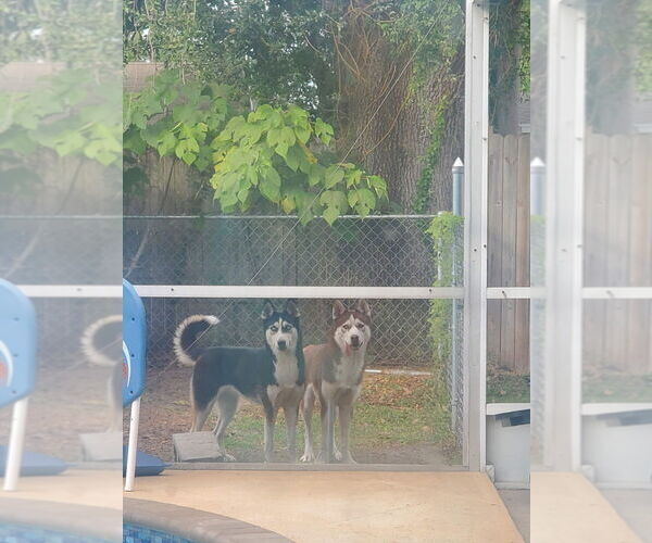 Medium Photo #1  Breeder Profile in LAKELAND, FL, USA