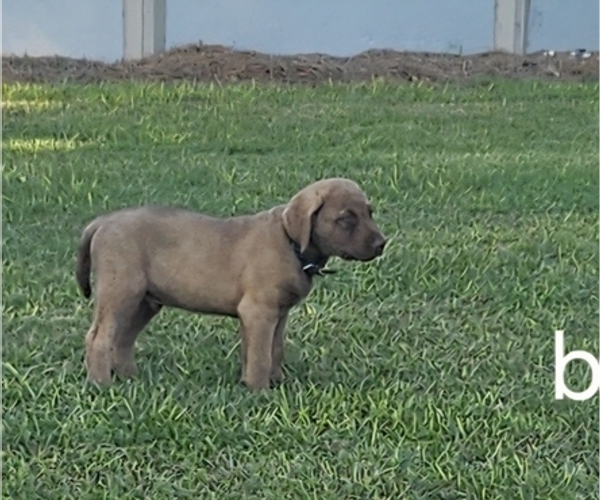 Medium Photo #9  Breeder Profile in Cordele, GA, USA
