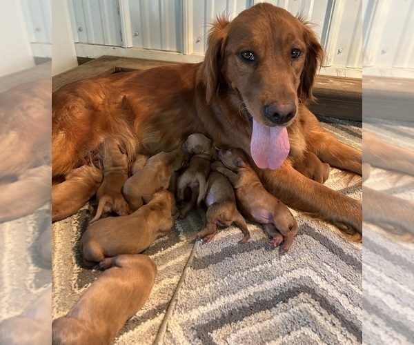 Medium Photo #14  Breeder Profile in FREDERICKSBG, OH, USA