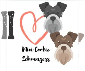 Schnauzer (Miniature) Dog Breeder near DALLAS, GA, USA