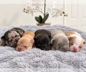 French Bulldog Dog Breeder near SACRAMENTO, CA, USA