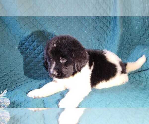 Medium Photo #1  Breeder Profile in FANNING SPGS, FL, USA