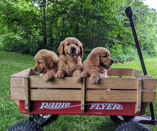Medium Photo #1  Breeder Profile in EUREKA, IL, USA