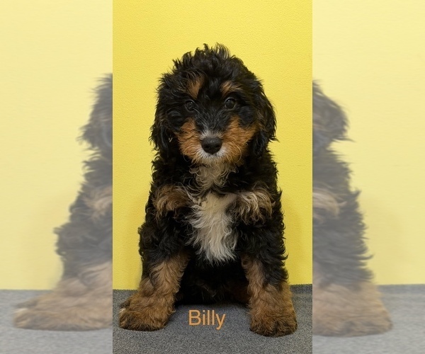 Medium Photo #8  Breeder Profile in KINGSPORT, TN, USA