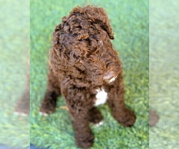 Medium Photo #4  Breeder Profile in APACHE JUNCTION, AZ, USA