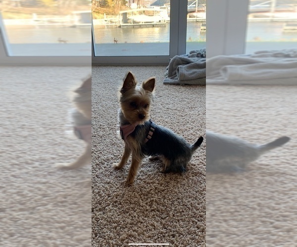 Medium Photo #25  Breeder Profile in CASSVILLE, MO, USA