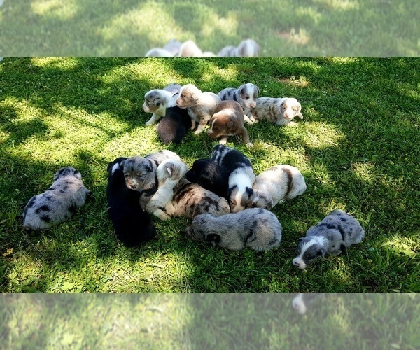 Medium Photo #31  Breeder Profile in DOTHAN, AL, USA