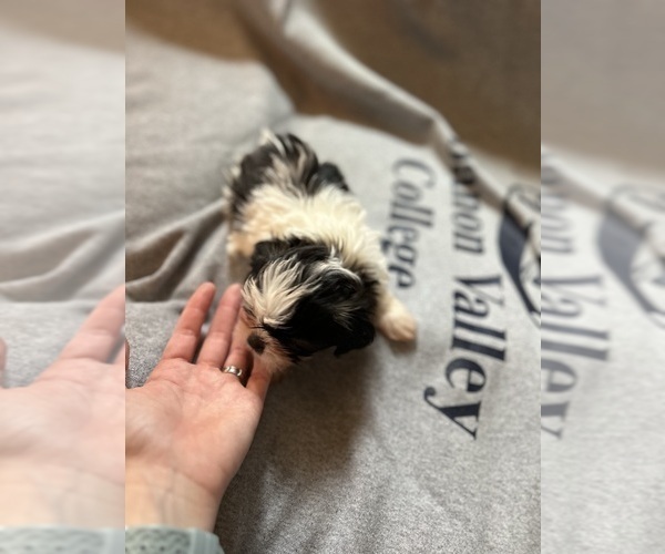 Medium Photo #11  Breeder Profile in HARRISBURG, PA, USA