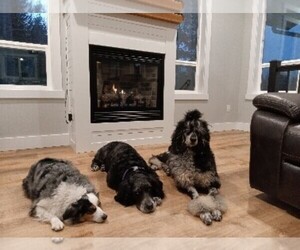 Miniature Australian Shepherd Dog Breeder near BONNERS FERRY, ID, USA