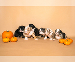 Small #22 Breeder Profile image