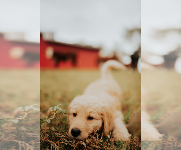 Medium Photo #1  Breeder Profile in ABBEVILLE, SC, USA