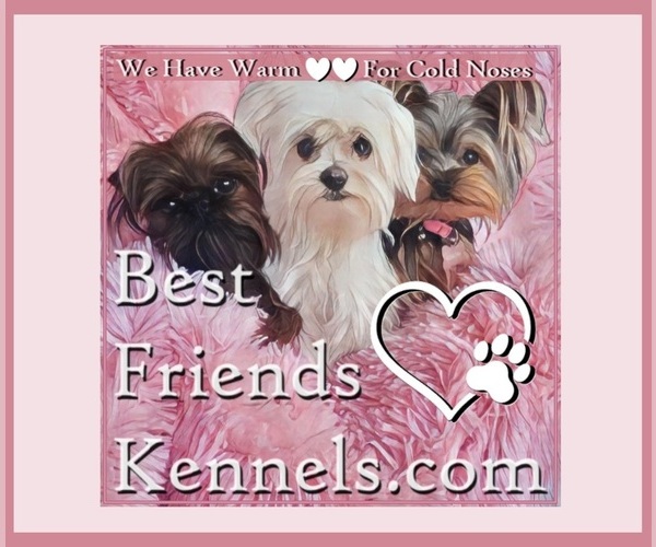 Medium Photo #1  Breeder Profile in TEMPE, AZ, USA