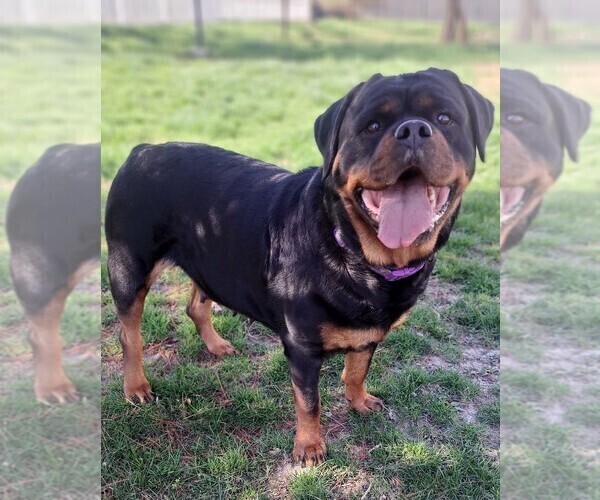 Medium Photo #6  Breeder Profile in BONAPARTE, IA, USA
