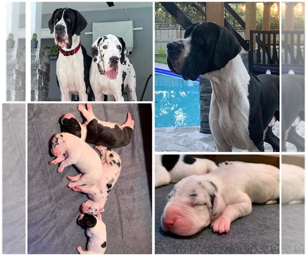 Medium Photo #1  Breeder Profile in ORLANDO, FL, USA