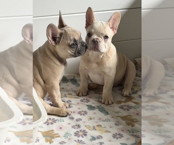 Medium Photo #7  Breeder Profile in OZARK, AL, USA