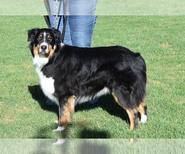 Medium Photo #7  Breeder Profile in CHANDLER, AZ, USA