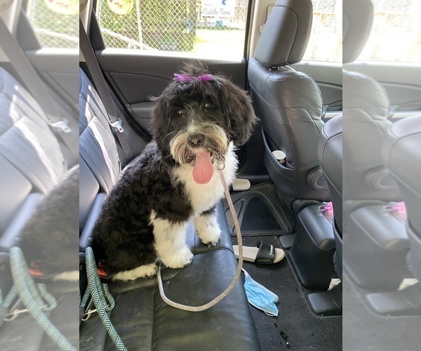 Medium Photo #65  Breeder Profile in BAYTOWN, TX, USA