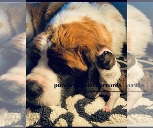 Saint Bernard Dog Breeder near AVALON, MO, USA