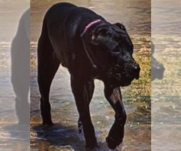 Medium Photo #1  Breeder Profile in MESA, AZ, USA