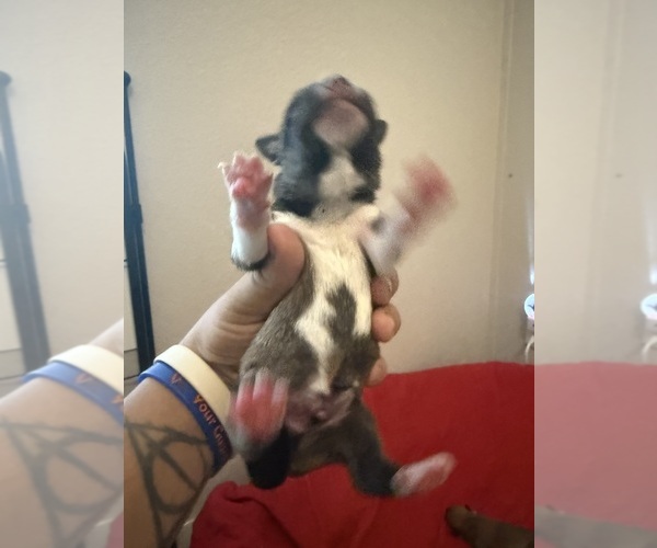 Medium Photo #39  Breeder Profile in LULING, TX, USA