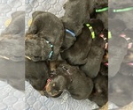 Small #2 Breeder Profile image