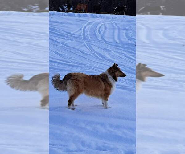 Medium Photo #1  Breeder Profile in KALISPELL, MT, USA