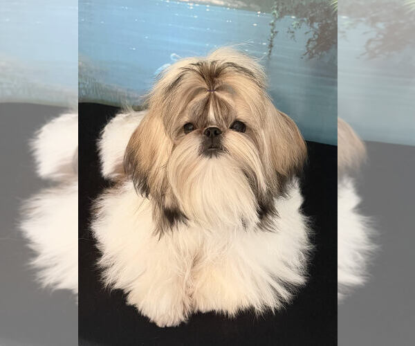 Medium Photo #3  Breeder Profile in MERRITT ISLAND, FL, USA