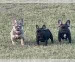 Small #1 Breeder Profile image