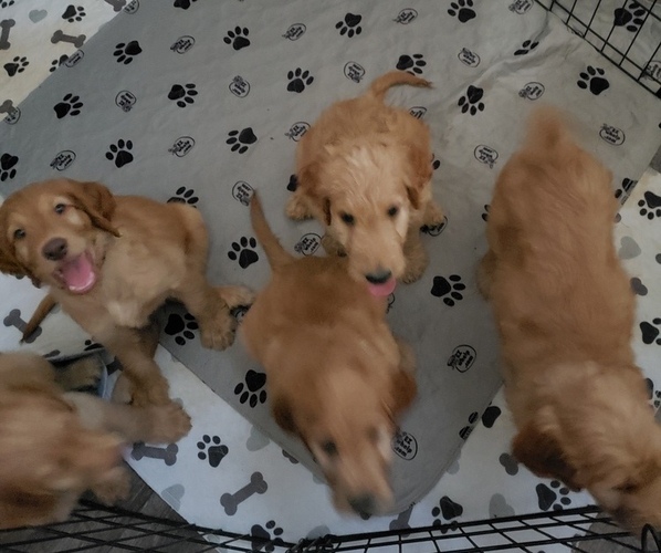 Medium Photo #1  Breeder Profile in LAVONIA, GA, USA