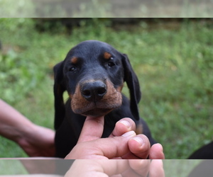 Main photo of Doberman Pinscher Dog Breeder near RIVERDALE, MD, USA