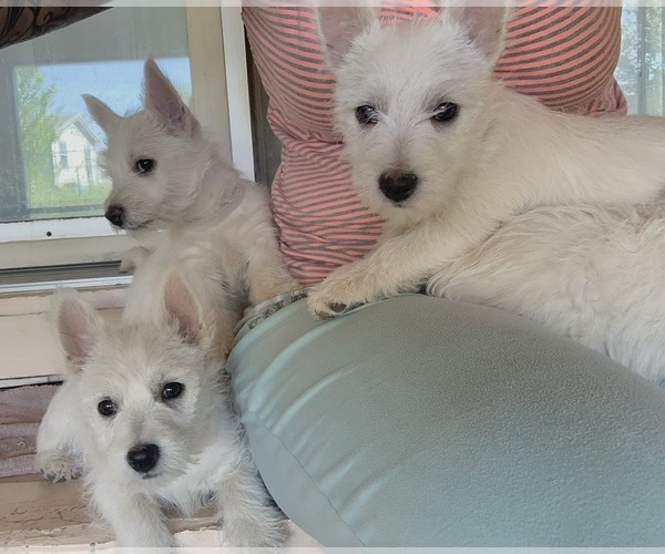Medium Photo #1  Breeder Profile in PRESCOTT VALLEY, AZ, USA